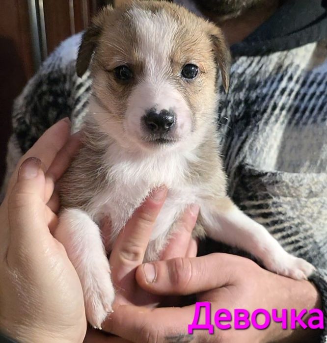 Пожалуйста, помогите спасти и найти дом.