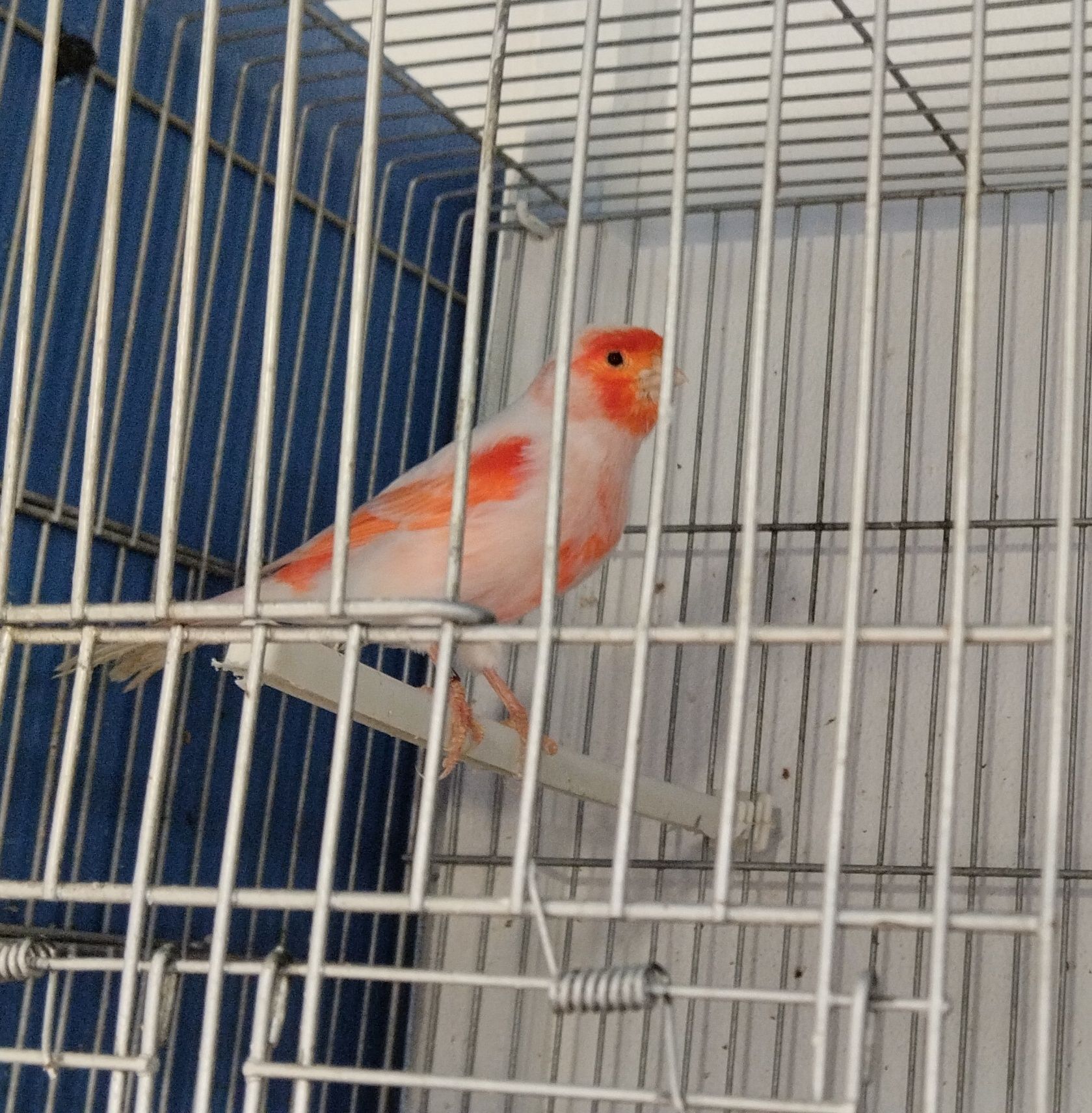 Lote de 19 canários
