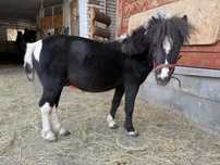 Kucyk mini pony, wałach