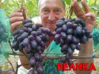Корнесобственные саженцы винограда