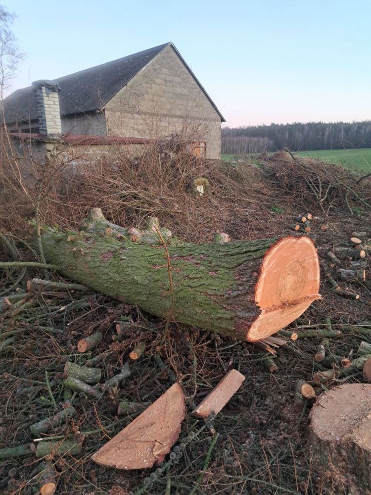 Kłoda, modrzewia, grube tartaczne, kłoda dębu tartacznego