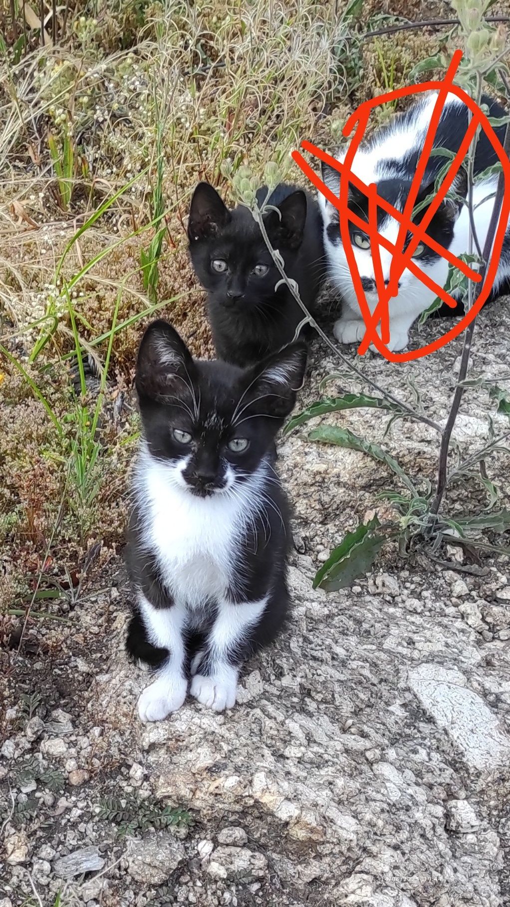 Gatinhos para adoção