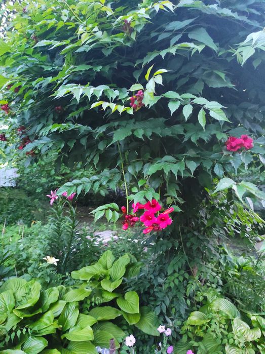 Кампсис ліана трубкоцвіт