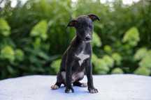 Whippet - chart angielski