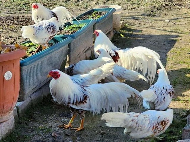 Яйце інкубаційне,курчата, Йокогама біле золото, золото.