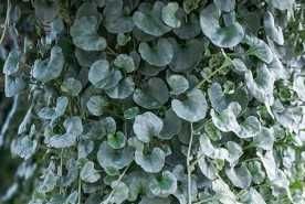 Dichondra srebrzysta - nasiona