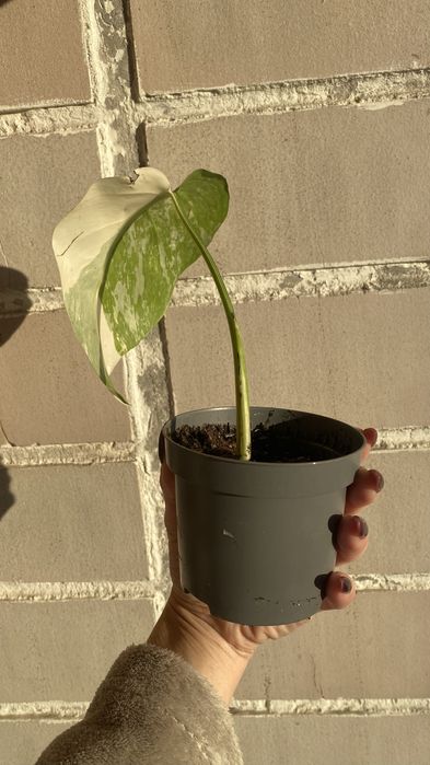 Продам срез монстеры альбы