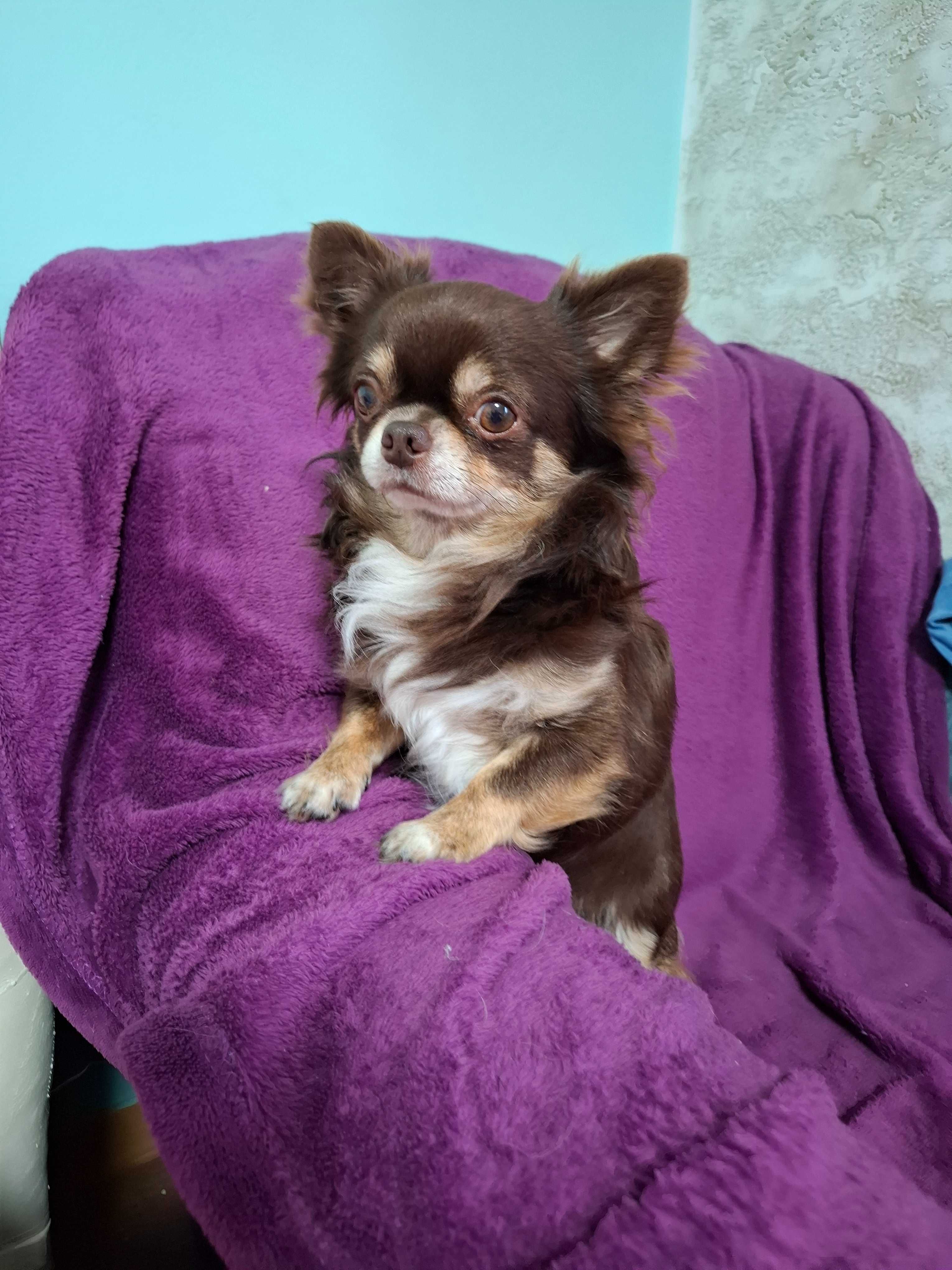 Mini czekoladowa suczka chihuahua Tiffany.