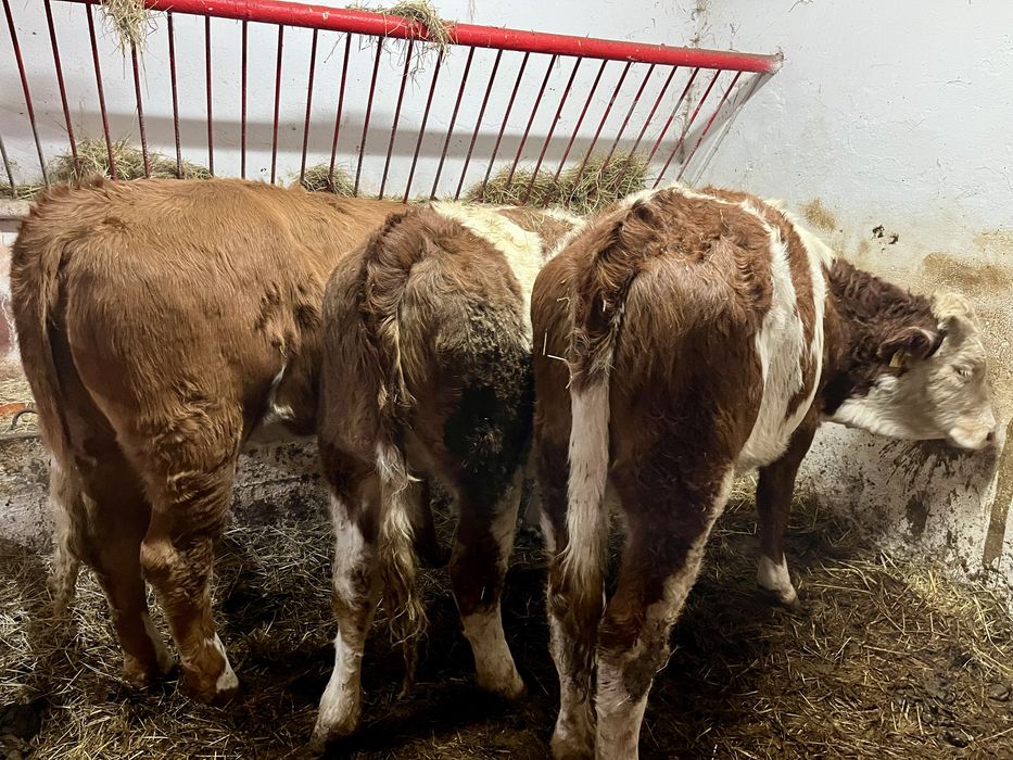 Sprzedam 12 odsadów mięsnych