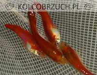 Gupik odmiana RED BLONDE - Poecilia reticulata - dowozimy, wysyłamy
