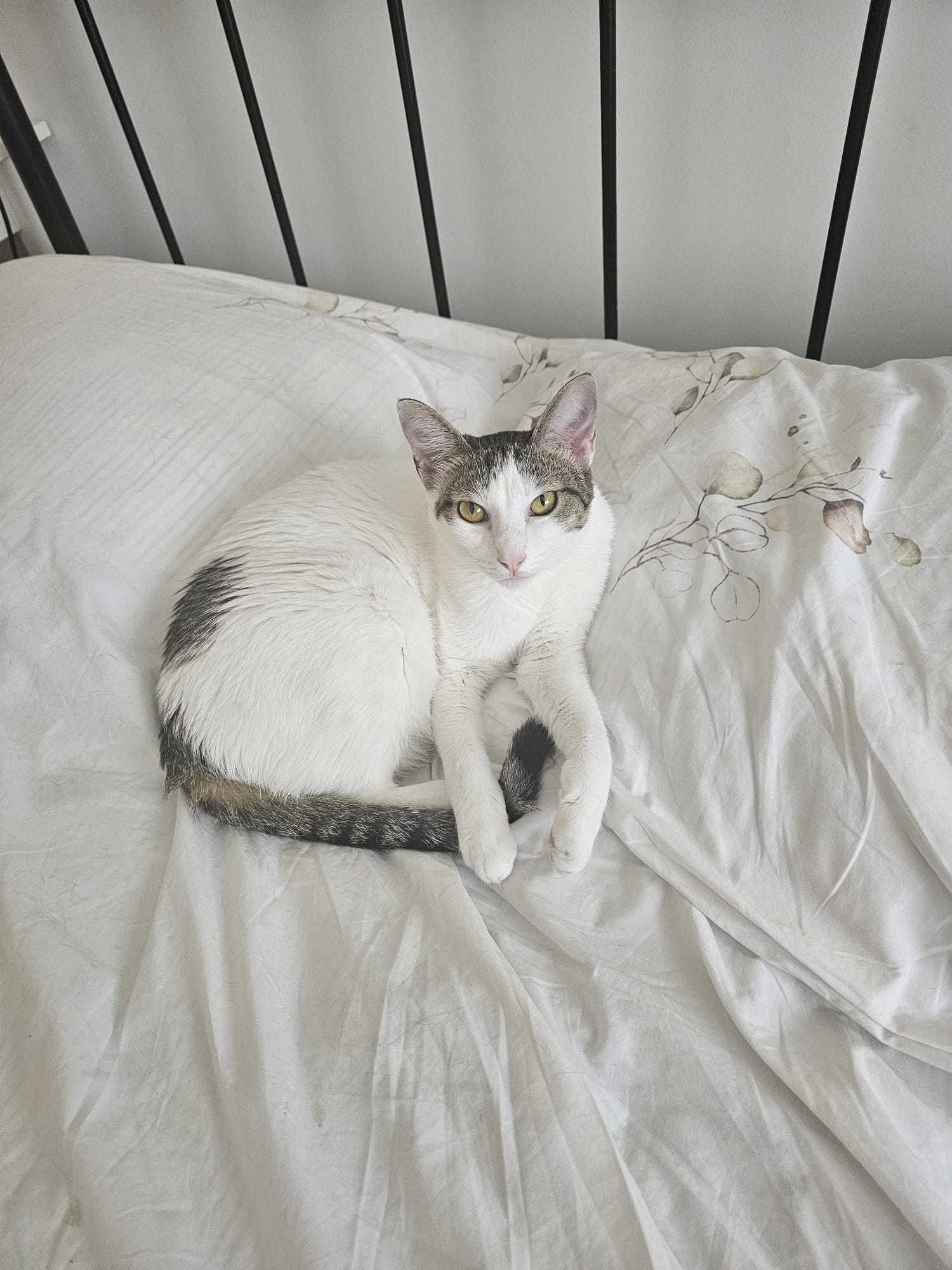 Gato e gata para adoção consciente
