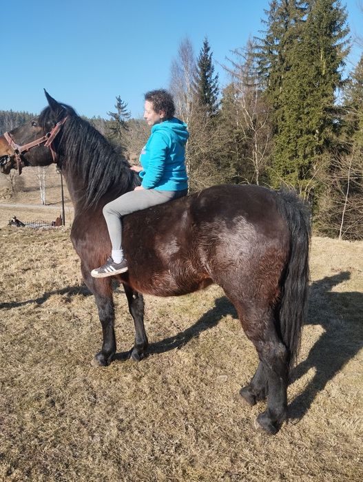 Sprzedam  slaska klacz