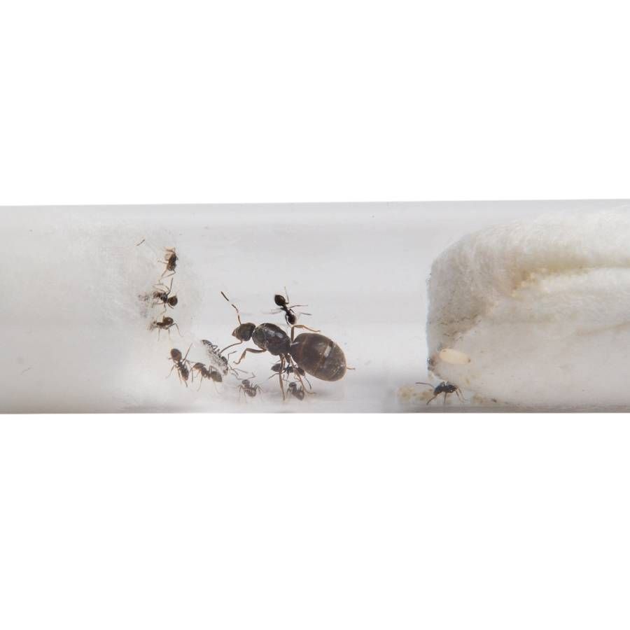 Муравьи lasius niger (sp)