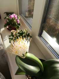 Гемантус , кімнатна рослина.