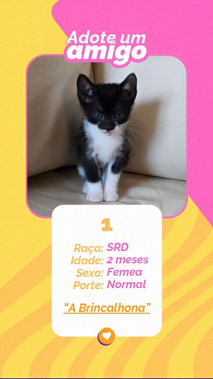 Gatinhos bebés para adoção responsável – 8 disponíveis