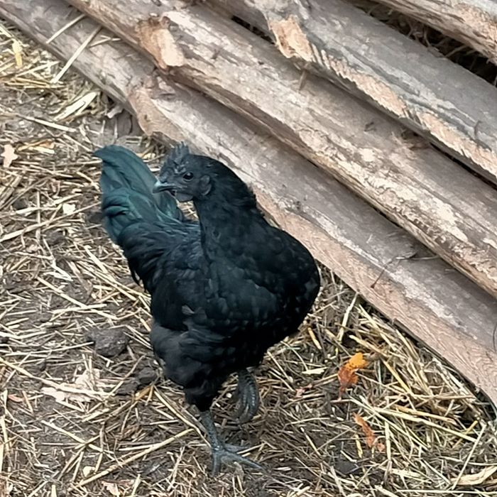 Ayam Cemani, młode koguty