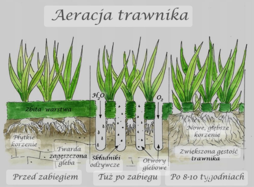 Wynajem Aerator rurkowy weibang aeracja wertykulacja skaryfikacja