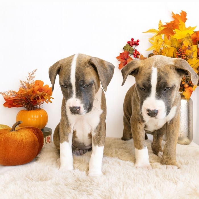 Śliczny piesek Amstaff!