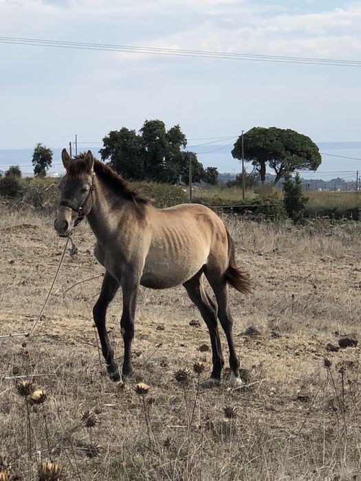 Cavalo lusitanos puro