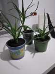 Aloes sadzonka od 25 - 40cm