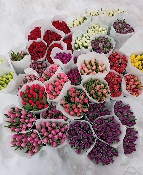 Тюльпани нарциси, цибулини тюльпанів нарцисів, тюльпаны, луковицы