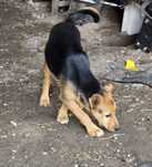 Piesek w typie Foxterier