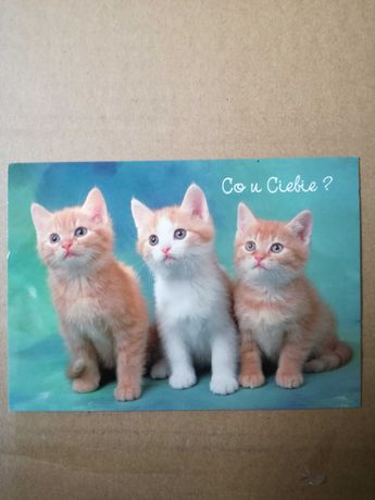 Pocztówki z kotkami