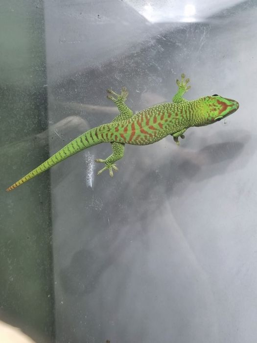 Gekon dzienny dniówka