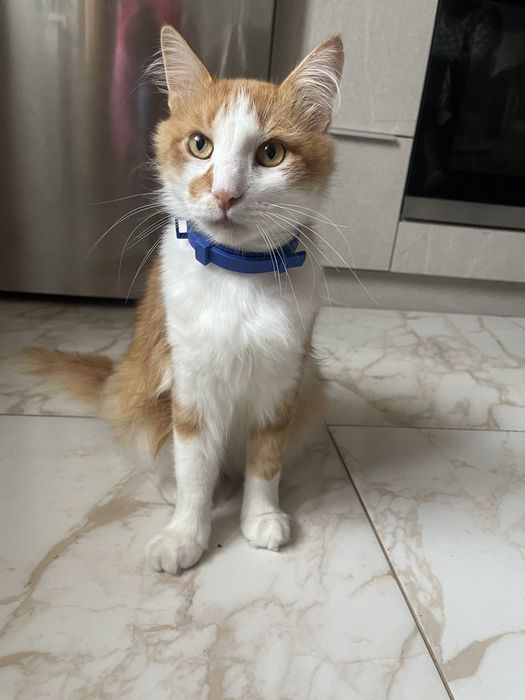 Віддаю кота в добрі руки