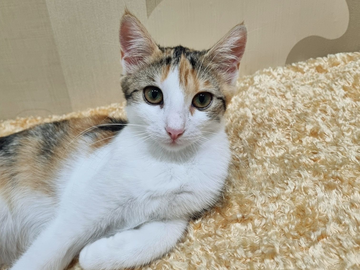 Котенок. Девочка.