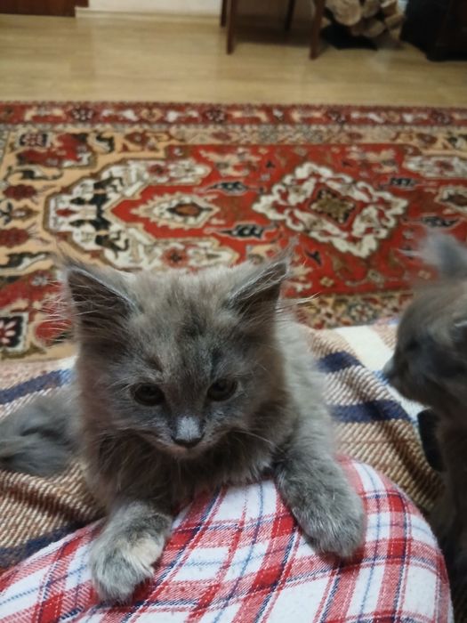 Віддам в добрі руки котят. Їдять самостійно.До лотка привчені.2,5 міс