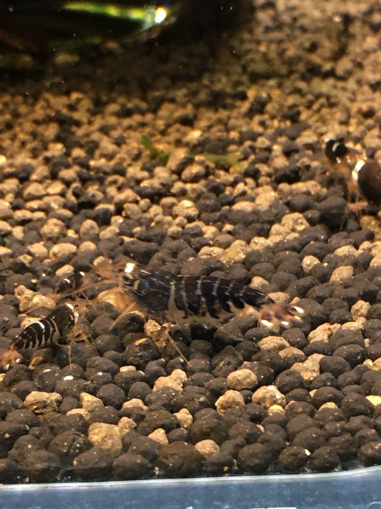 Krewetki caridina super crystal black