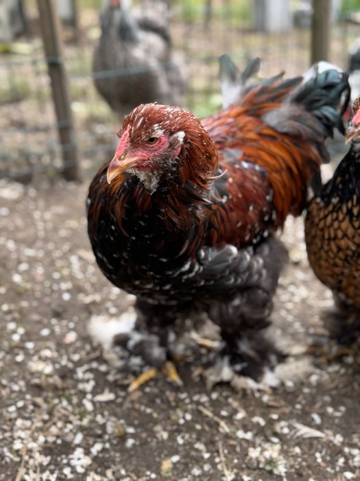 Macho brahma mil flores