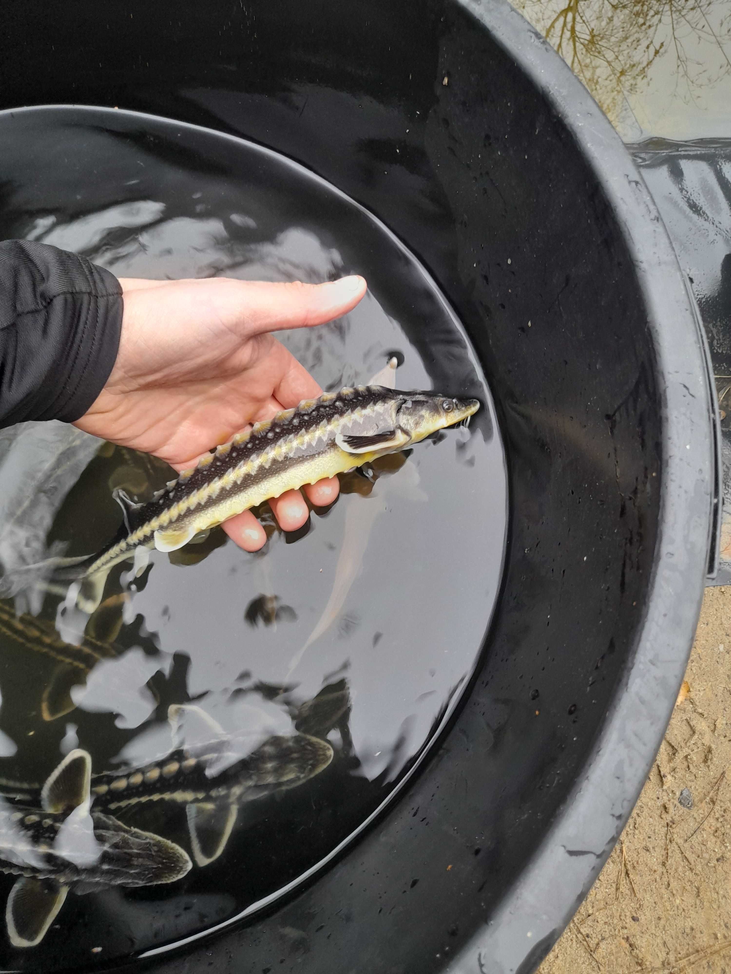 Ryby Kroczek narybek Jesiotr Karp koi Szczupak Okoń Karaś koi Lin Sum