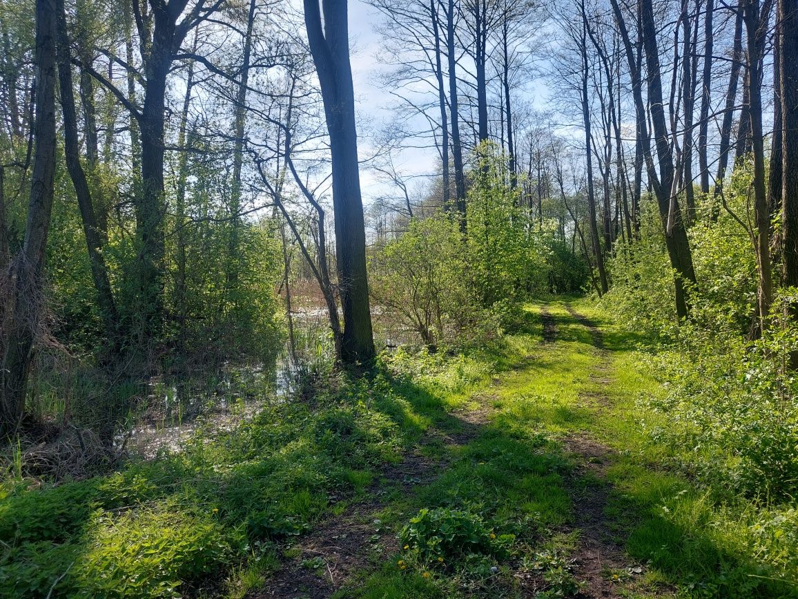 Sprzedam działkę Dobrosołowo gmina Kazimierz Biskupi