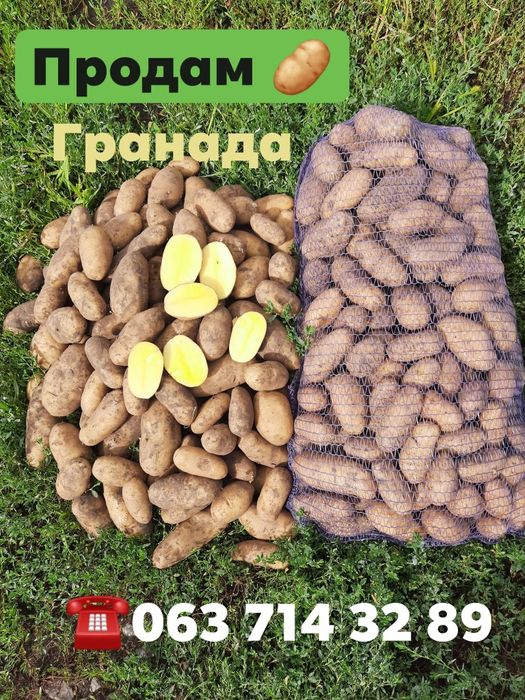 Продам картоплю Гранада (Опт)