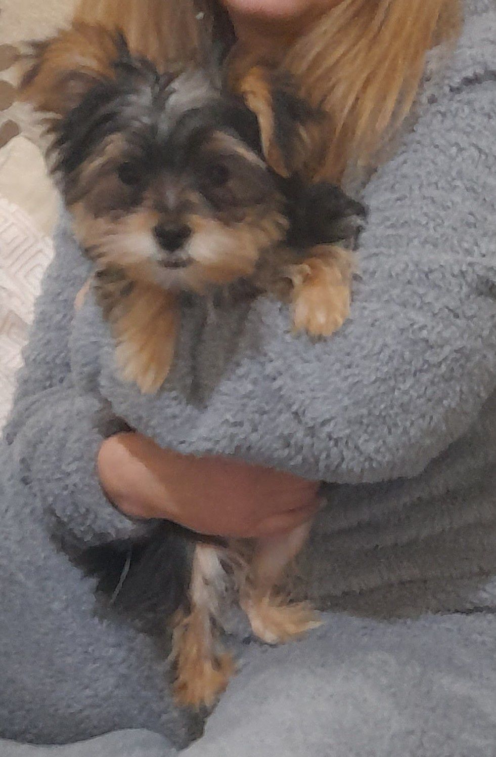 Yorkshire Terrier menina