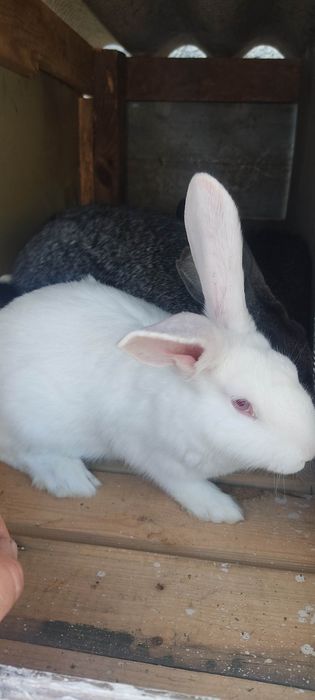 Кролі Шиншила Великан Термон На плем'я.