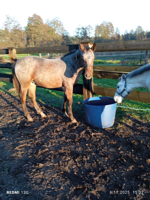 Ogierek z kwietnia tego roku