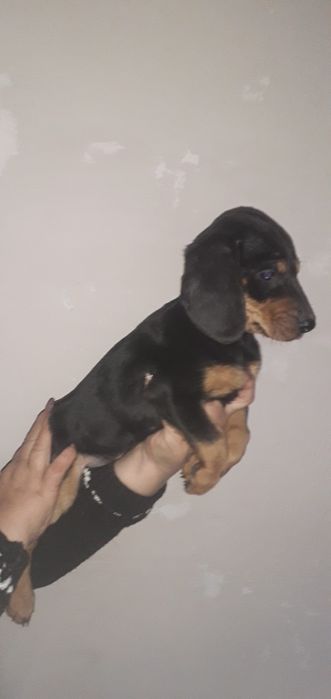 Метис таксы девочка