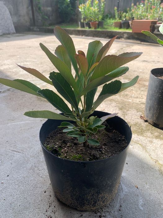 Vendo vasos de proteía