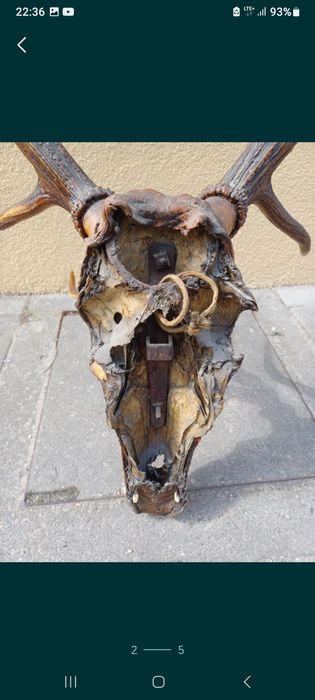 Duże poroże jelenia z czaszką dwunastak