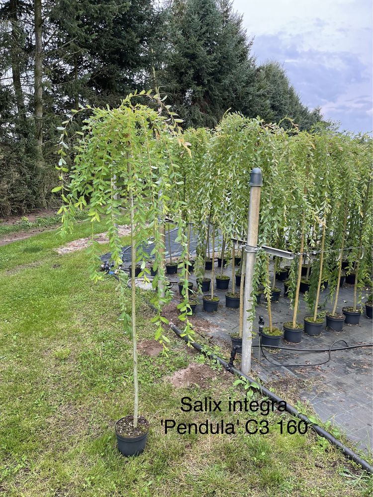 Szczepione wierzby - Hakuro nishiki, Pendula, Kilmarnock