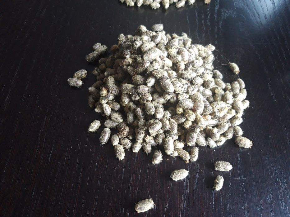 Kokony murarka ogrodowa