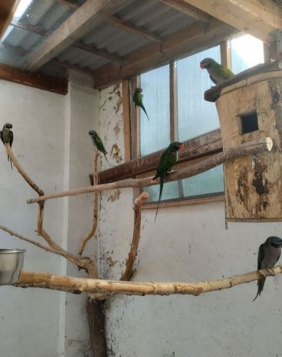 Aleksandretty obrożne