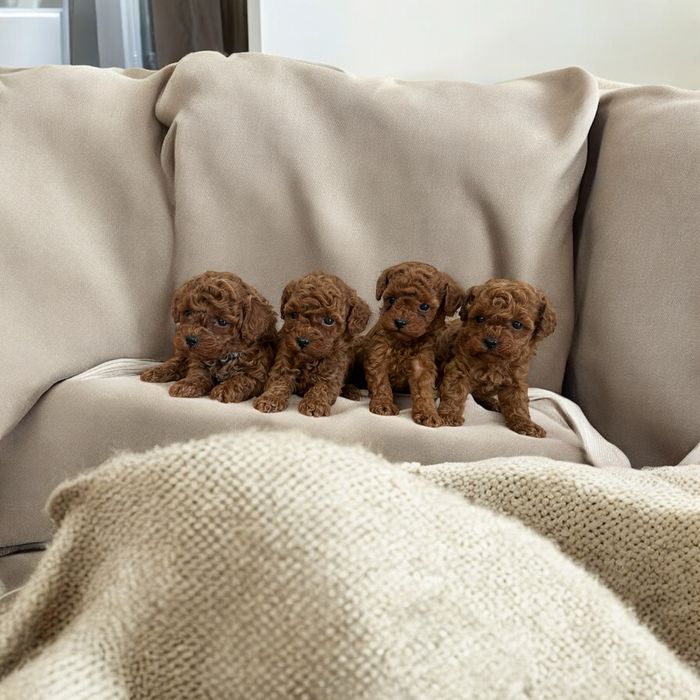 Pudel Toy red Brown Szczeniaki z Rodowodem