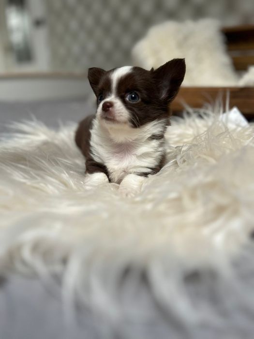 Piękna suczka Chihuahua