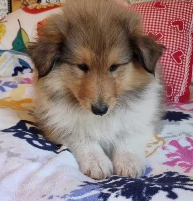 Owczarek szkocki długowłosy suczka szczeniak