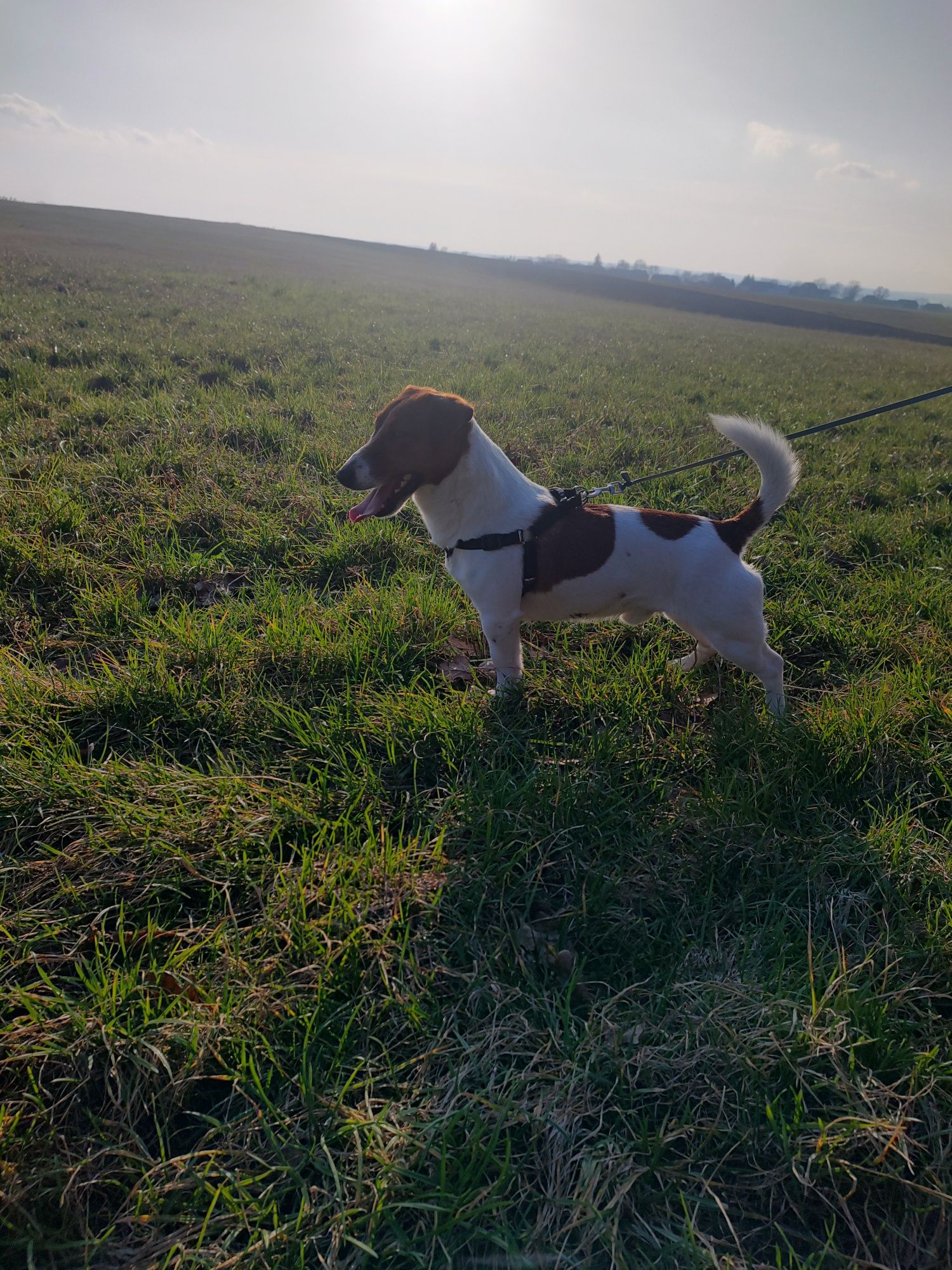 Reproduktor Jack Russell terrier krycie?