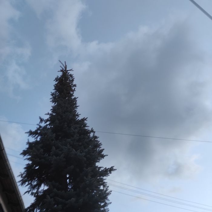 Choinka, świerk srebrny